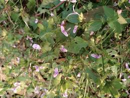 Image result for Dicliptera monroi