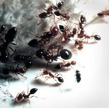 Epingle Sur Animaux Insectes A Eloigner