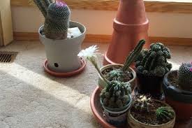One way to create good feng shui is through the placement of certain types of plants in certain areas in or outside your home. Where To Place Your Cactus To Ensure Good Feng Shui Feng Shui Articles