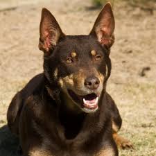Jess was so lovely to deal with and went out of her way to make a custom toy for my friend's present from a photograph i had provided. Australian Kelpie Facts Wisdom Panel Dog Breeds