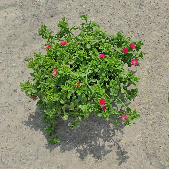 گل ناز فرانسوی - طرح گل