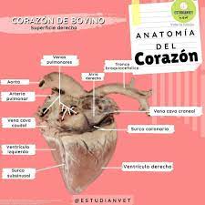 Pin En Anatomia Veterinaria