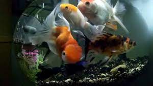 Ikan ini mesti tinggal dalam akuarium berkapasitas lebih dari 666 liter. Ikan Koki Aquarium Bulat Simple Design Youtube
