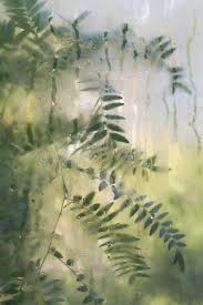 Olive Green By Voyagevisuel Green Aesthetic Nature Aesthetic Slytherin Aesthetic