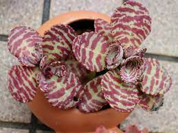 Check spelling or type a new query. Kalanchoe Humilis World Of Succulents
