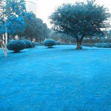 Egrow 500 Pcs Blue Grass Seed Rare Lawn Seeds Garden Courtyard Decoration Perennial Grass Gardening From Home And Garden On Banggood Com Seeding Lawn Perennial Grasses Perennials