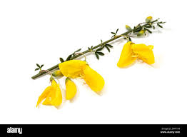 Image result for Adenocarpus mannii