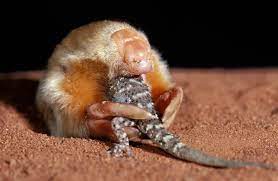 You can eliminate this food source by using beneficial nematodes and milky spore to kill the grubs in your soil. The Southern Marsupial Mole Is Preposterous Even By Australian Standards