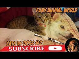 Animal Cat Cats Dogs Funny Video Videos Viralvid World Cats Vs Dogs 2 Video Funny Cat Videos 2018 Funny Animal World Viral Videos Live