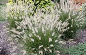 Ornamental grasses, like conifers and other evergreens, also provide interest in the fall and winter landscape, especially when backlit by morning or afternoon sun. Ornamental Grasses Sedges For The Landscape A Guide To Landscape Design Maintenance