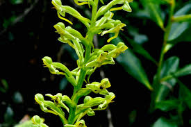 Image result for Habenaria arenaria