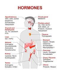 Pin By Neng Wittaya On Hormony Medical Education Medical Knowledge Endocrine System