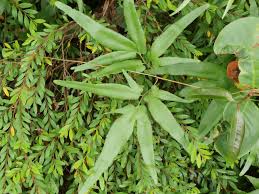 Image result for Ornithogalum flexuosum