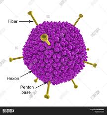 Pathogenesis and clinical symptoms of adenovirus infection in children are examined, approaches to therapy with the. Structure Adenovirus Image Photo Free Trial Bigstock
