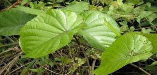 Image result for Merremia