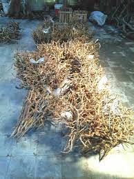 Tentunya tidak semua kayu bisa digunakan untuk aquascape. 7 Jenis Kayu Aquascape Bagus Yang Sering Dipakai Binatang Peliharaan