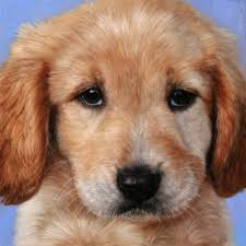 Misery in Missouri" 2008/2009