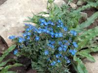Image result for Anchusa capensis