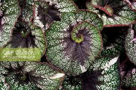 Image result for Begonia princeae