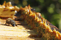 Specifically, propolis contains the polyphenols called flavonoids. Propolis Wikipedia