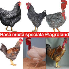 +994 12 448 04 44 / +994 12 447 05 45|info@agroland.az. Agroland Pui De O Zi Rasa Mixta Speciala 3 Lei Gri Facebook