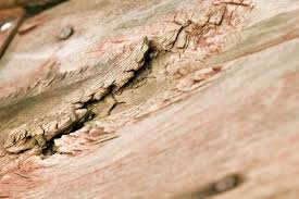 How To Repair Dry Rot Hunker Wood Repair Home Repairs Mobile Home