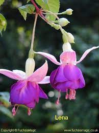 Fuchsia Lena Bush Trailing Fuchsia Flowers Fuchsia Flower Purple Flowers