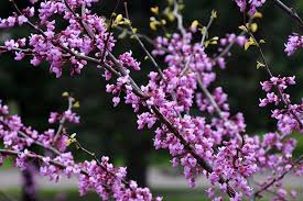 Check spelling or type a new query. Minnesota Strain Redbud Cercis Canadensis Minnesota Strain In Columbus Dublin Delaware Grove City Gahanna Bexley Ohio Oh At Oakland Nurseries Inc