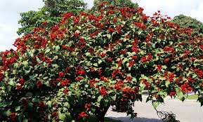 Image result for Bixaceae