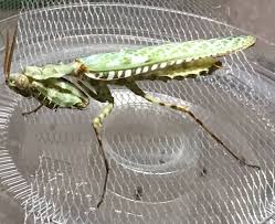 トノサマバッタ-フィギュアで蘇る官能的なフォルム