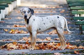 That makes the members stand by their puppies and looks 25 Rare Dog Breeds For Pets That Will Stand Out At The Park Cheapism Com