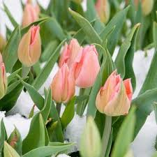 Frost protection is especially important for tender plants such as geraniums, begonias, impatiens, peppers, and tomatoes. Rescue Flowers From Frost Flowers Flower Seeds Annual Flowers