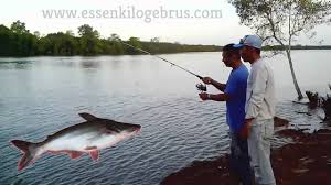 Cara Membuat Umpan Ikan Patin Air Payau Paling Mantap Dan Jitu Dengan Tambahan Aquatic Essen Yang Mampu Meningkatkan Performa Umpan Lebih Essen Ikan Pertahanan