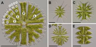 Image result for Micractis