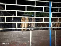 Rumah dan tanah di kelantan untuk dijual!! Lori Bawa Lembu Seludup Terbabas