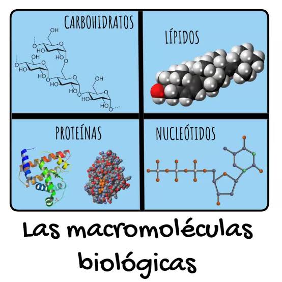 Tipos de Macromoléculas en Biología