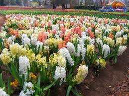 Sumbul Hyacinthus Bakimi Bitki Bahce Cicek