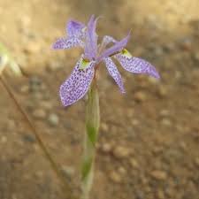 Image result for Moraea simulans