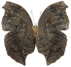 Image result for Scepocarpus hypselodendron