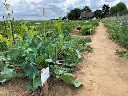 Miete deinen eigenen garten, fertig vorbereitet mit über 20 gemüsesorten und sieh deiner nahrung beim wachsen zu. Meine Ernte Miete Deinen Gemusegarten In Krefeld