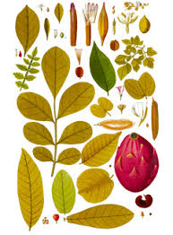 Image result for Gliricidia