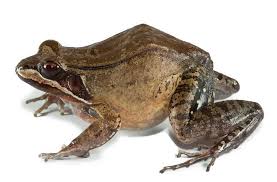 Image result for Rhodopentas