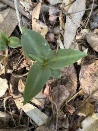 Image result for Cheirostylis