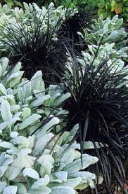 The black leaves start arching as they grow and resemble jet black straps. Ophiopogon Planiscapus Kokuryu Black Lilyturf Ophiopogon Planiscapus Nigrescens Shade Plants Fairy Garden Plants Plants