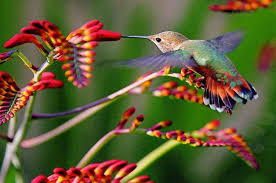 Birds Blooms Magazine Review Discover Cool Things About Hummingbirds Like How They Build Their Nests And How They Fly Plus These Photos A Humming Bird Feeders Hummingbird Colorful Birds