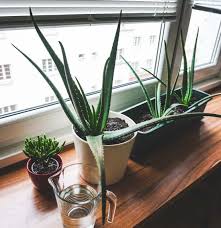 Aloe vera bakımı nasıl yapılmalıdır sorusuna bu şekilde cevap verirken tüm bu detayların haricinde aloe veranın fazla bakıma ihtiyaç duymadığı ve buna bağlı olarak birçok bitkiye nazaran daha kolay yetiştirilmeye uygun olduğundan söz edilebilir. Aloe Vera Bitkisi Nedir Aloe Vera Bitkisinin Bakimi Nasil Yapilir