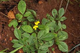 Image result for Pearsonia uniflora
