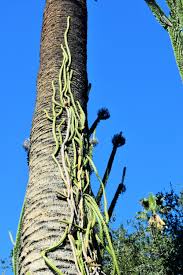 There are two types of cactus, columnar cactus and climbing cactus. Desert Garden At The Huntington Library Gardeninacity