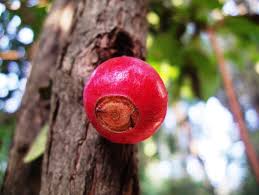 Image result for Feretia aeruginescens