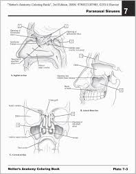 Coloring is a very useful hobby for kids. Painting Free Anatomy Coloring Pages Muscles In The Body For College Students Adcosheriffsfoundation